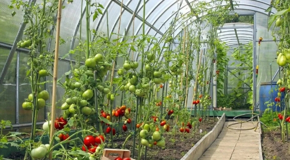 大棚小知識：低溫雨雪天，大棚蔬菜該如何防凍？